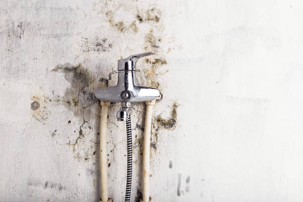 Best Certified Mold Removal  in Osage, IA