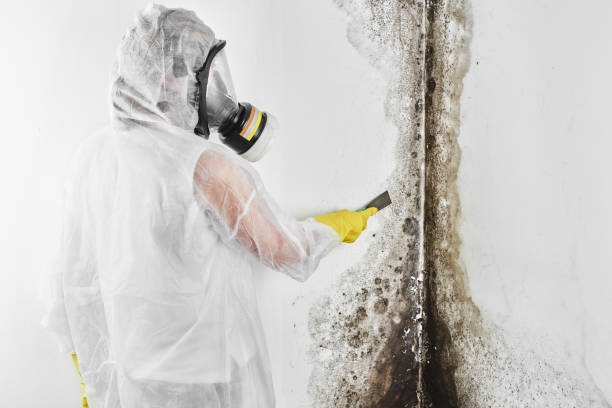 Best Attic Mold Removal  in Osage, IA
