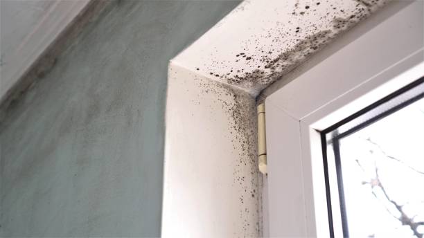 Best Office Mold Removal Services  in Osage, IA