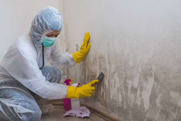 Best Commercial Mold Removal  in Osage, IA