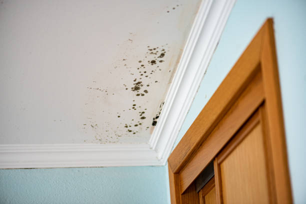 Best Mold Damage Repair  in Osage, IA
