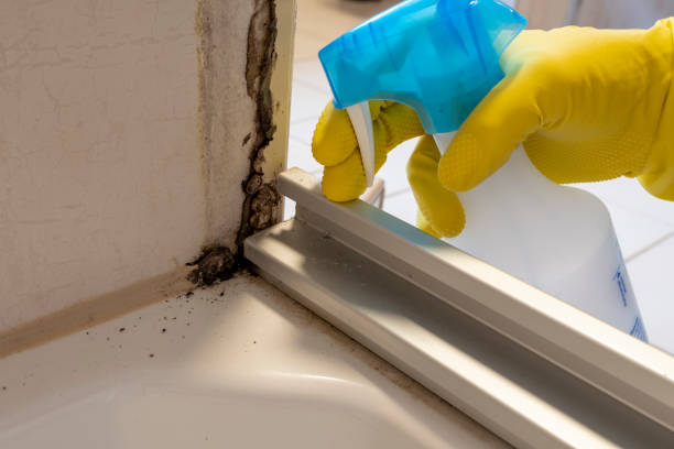 Best Affordable Mold Removal  in Osage, IA