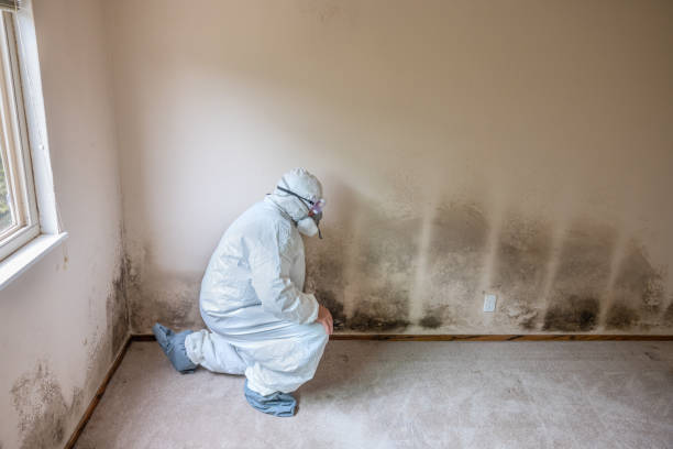 Mold Removal and Inspection in Osage, IA