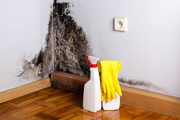Best Certified Mold Removal  in Osage, IA